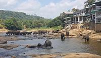     . 

:	Pinnawala-Elephant-Orphanage-16-min - Copy.jpg 
:	35 
:	37.2  
:	101746