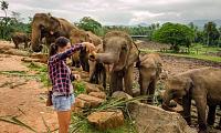     . 

:	Pinnawala-Elephant-Orphanage-2-min-768x462.jpg 
:	49 
:	80.5  
:	101745
